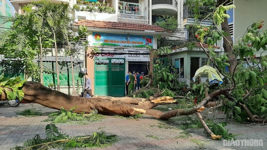 Cây phượng đổ đè nhiều học sinh ở TP HCM