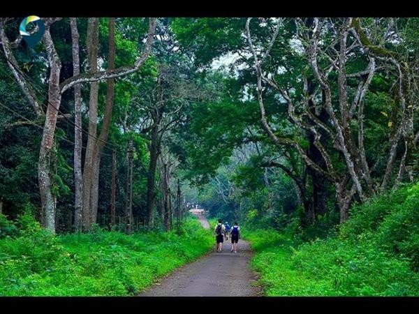 Tái thả số lượng lớn động vật hoang dã vào rừng nguyên sinh Cúc Phương