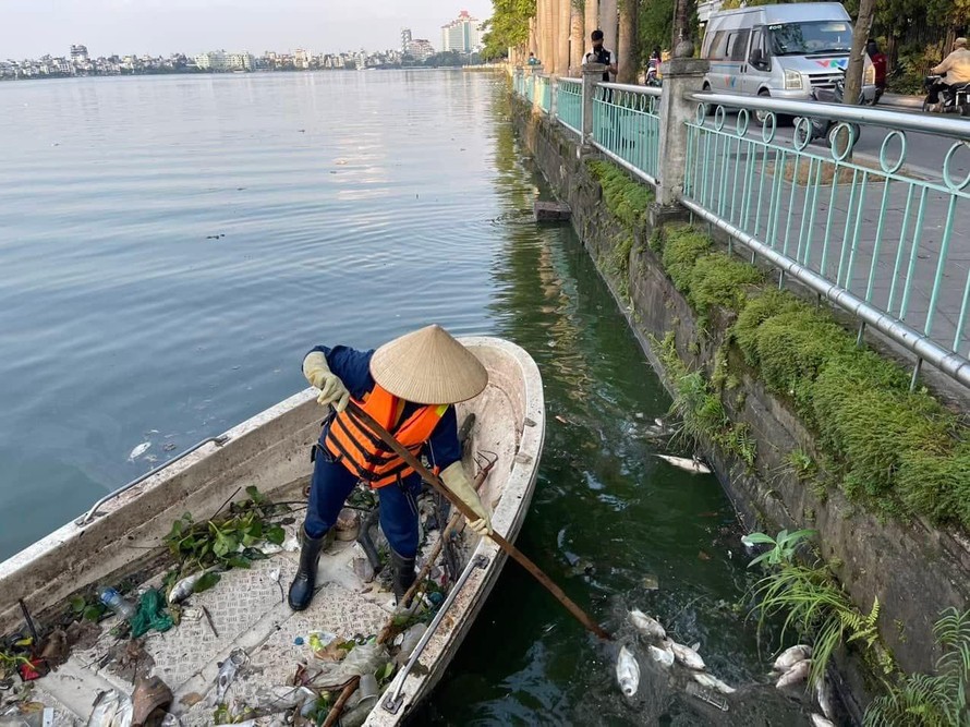 Sở Xây dựng Hà Nội lý giải nguyên nhân cá chết nhiều nổi tại hồ Tây