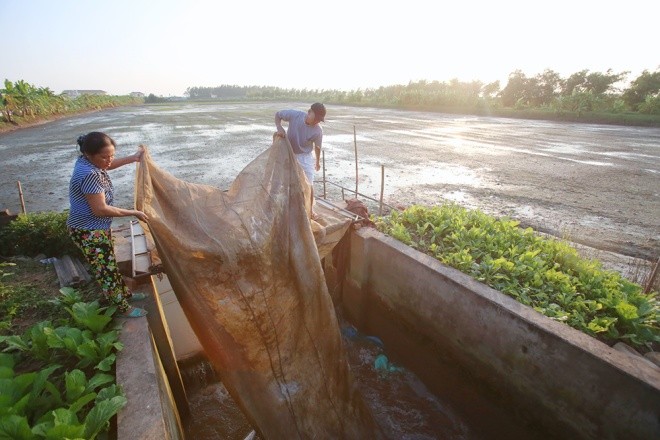 Mỗi dịp tháng 10 âm lịch, người nông dân sinh sống ven đê sông Thái Bình (huyện Tứ Kỳ, Hải Dương) lại mất ăn mất ngủ để thu lượm lộc trời. Đặc sản nức tiếng của vùng đất này là con rươi - sinh vật thân mềm được nhiều thực khách săn đón như một thứ đặc sản