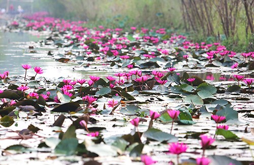 Hoa súng trên dòng suối Yến. Ảnh: Ngọc Thành.