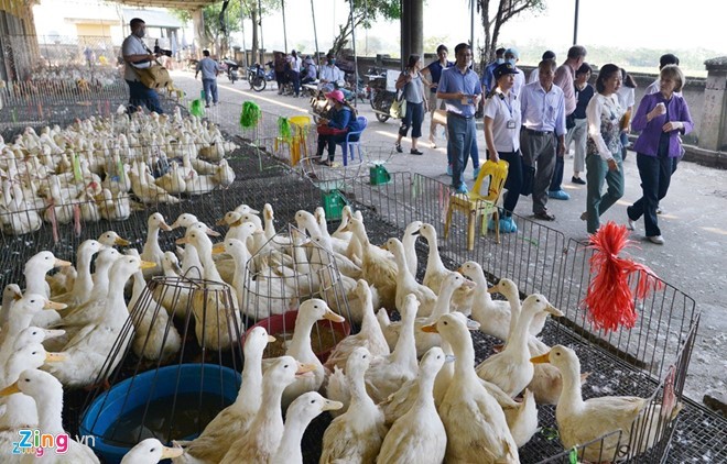 Bộ Nông nghiệp và Phát triển Nông thôn vừa quyết định tạm ngừng nhập khẩu gia cầm, sản phẩm gia cầm chưa qua xử lý từ Mỹ. Ảnh: Lê Hiếu. 