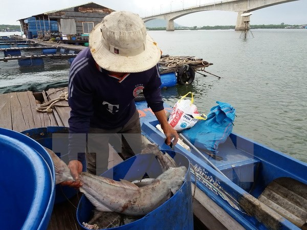 Vớt cá chết ở bè nuôi trên sông Chà Và. (Ảnh: Hoàng Nhị/TTXVN)