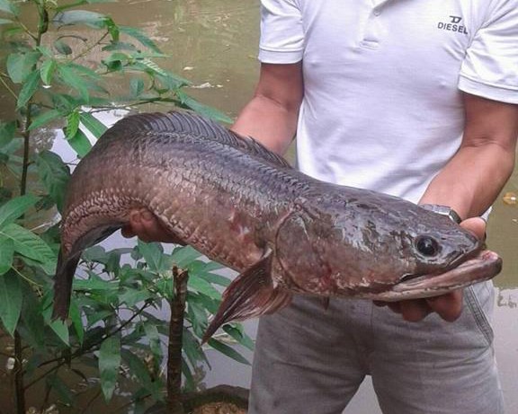 Con cá lóc nặng hơn 7kg bắt được trong ao nhà