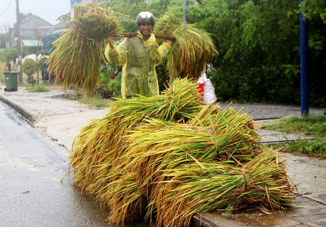 Thất thoát sau thu hoạch ở VN còn rất lớn. Ảnh tư liệu: Nông dân dân thu hoạch lúa hè thu và triển khai các biện pháp phòng chống bão