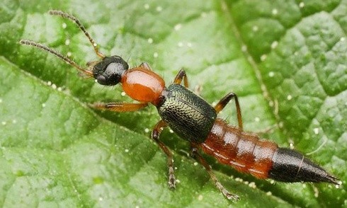 Kiến ba khoang có màu là các khoang đen - vàng cam xen kẽ, thân mình thon, dài như hạt thóc, dài 1 - 1,2cm, ngang 2-3mm, có 3 đôi chân, 2 đôi cánh. 