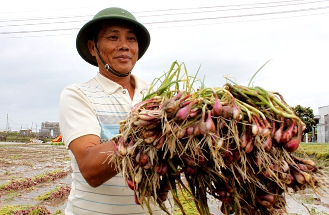 Ông Nguyễn Thành thuê công nhổ bỏ gần 7 sào hành của gia đình mình khi cánh đồng Tiên ngập nặng. 