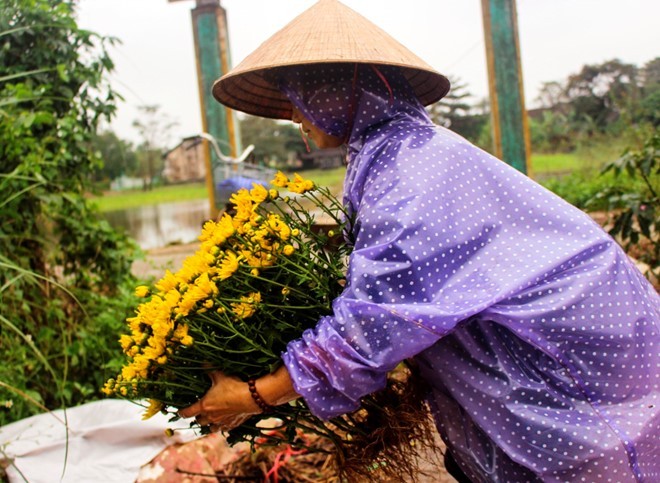 Chị Ngô Thị Sương thu hoạch sớm một số loại cúc sau lũ, mong gỡ lại ít vốn đã bỏ. 