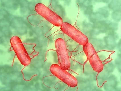 Vi khuẩn Salmonella. 