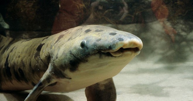 "Cụ cá" Granddad khi còn sống. Ảnh: Shedd Aquarium.