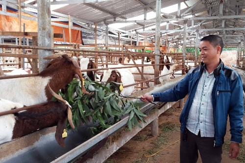 Đàn dê Australia mỗi năm mang lại doanh thu hàng chục tỷ đồng cho gia đình anh Phạm Văn Hưng