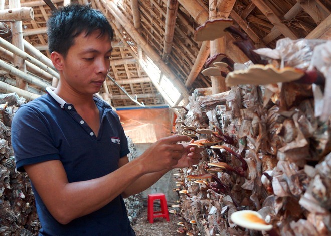 Hoàng Văn Nguyên bên trang trại nấm linh chi đỏ của mình.