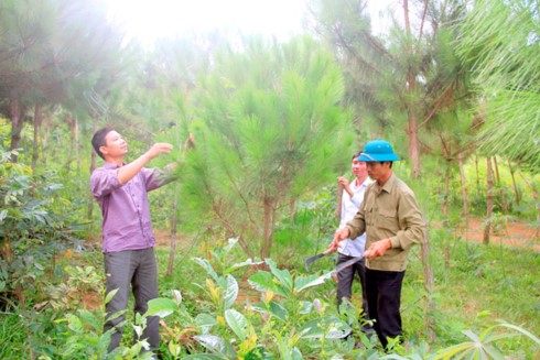 Mô hình trồng rừng thông cho hiệu quả kinh tế cao tại vùng cao Tây Bắc. (Ảnh minh họa: KT)