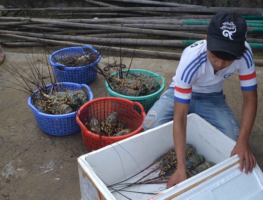 Thiệt hại trong vụ tôm hùm chết chưa từng có này lên gần 700 tỷ đồng