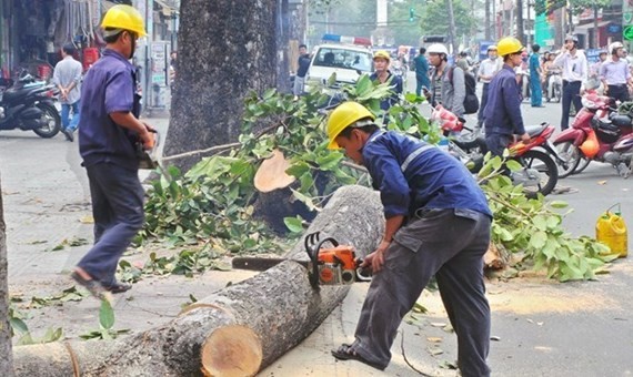 Hà Nội sẽ công khai việc di dời cây xanh