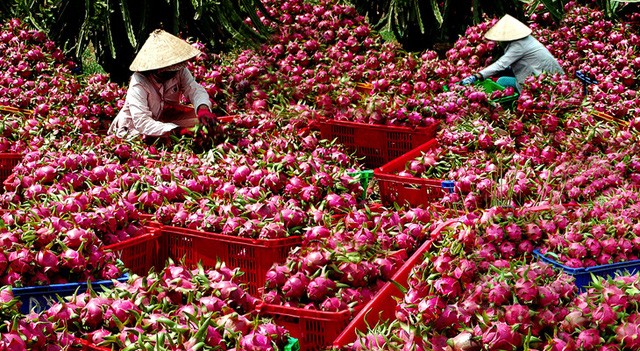 Nguồn cung thanh long tươi cho thị trường Trung Quốc hiện cơ bản từ nội địa và nhập khẩu từ Việt Nam.