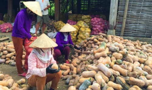 Bí đỏ chất hàng đống ở sân vườn, kho chứa của các gia đình nông dân.