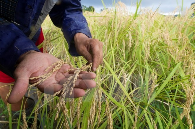 Nông dân Nhật Bản làm việc trên một cánh đồng ở Chiba. (Nguồn: EPA/TTXVN)