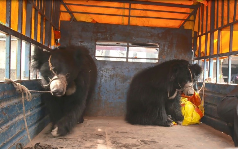 Hai cá thể gấu được giải cứu. Ảnh: AFP