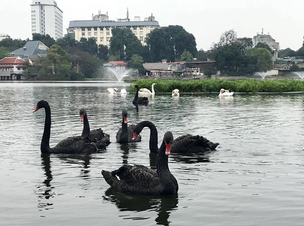 Đàn thiên nga được chuyển sang hồ Thiền Quang. Ảnh: Thanh Tra