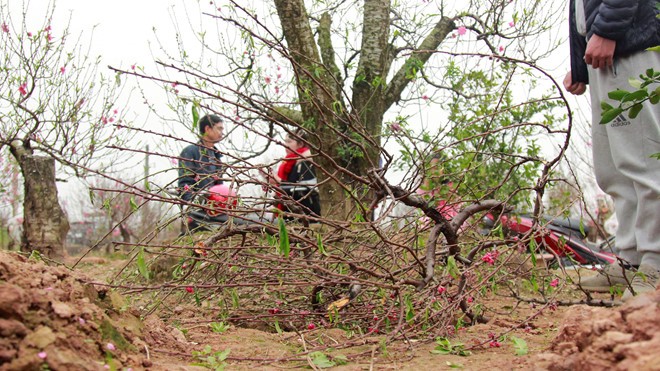 Các gốc đào đang độ ra hoa đều bị chặt hỏng. Ảnh: Thanh Niên