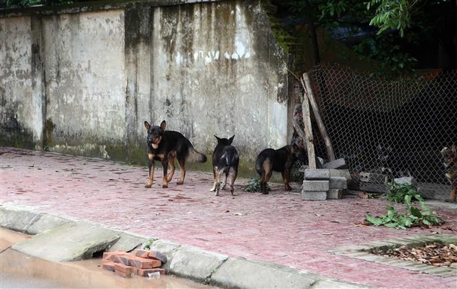 Xử lý nghiêm các trường hợp nuôi chó thả rông không đúng quy định