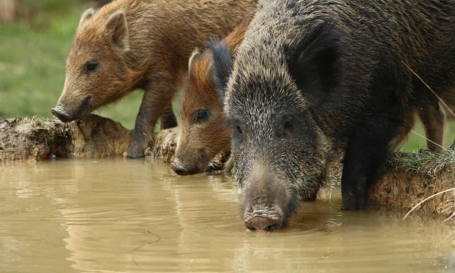 Đảo thiêng của Malaysia bị lợn rừng xâm lăng