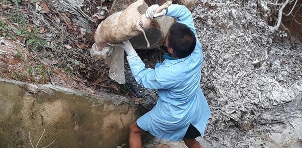 Chôn lấp bao tải xác lợn chết bị vứt xuống đầu nguồn sông Lam