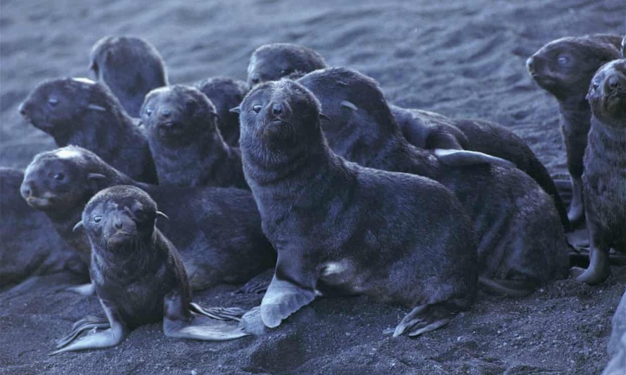 Hải cẩu con trên đảo Bogoslof, Alaska. Virus PDV đã giết chết hàng ngàn con hải cẩu ở châu Âu. Ảnh: AP