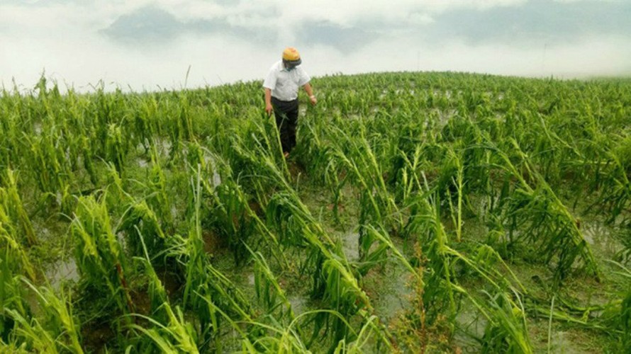 Mưa đá gây thiệt hại hoa màu tại tỉnh Hà Giang. Ảnh: Báo Hà Giang