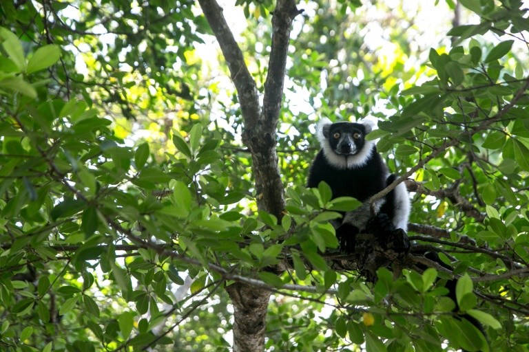 Các loài vượn cáo Madagascar gần như tuyệt chủng