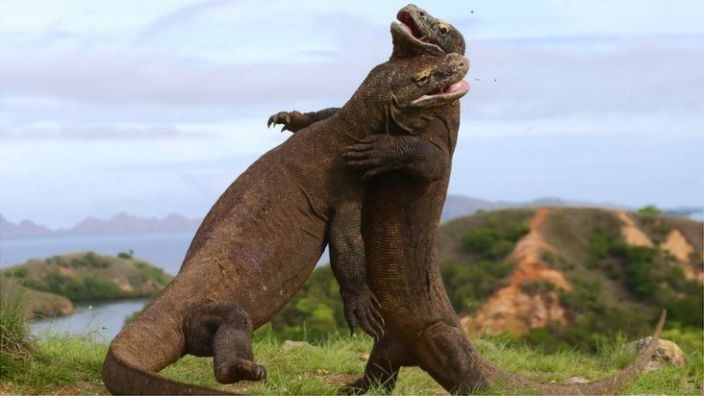 Bức ảnh rồng Komodo đối đầu xe tải gây tranh cãi tại Indonesia