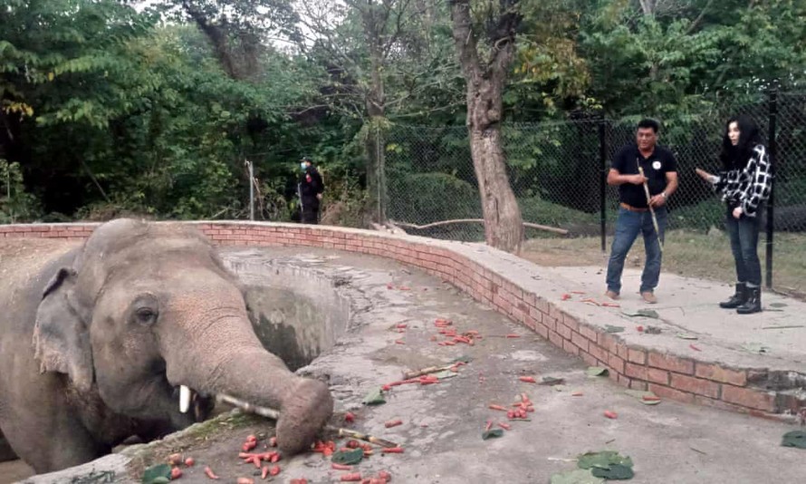 Nữ ca sĩ Cher (trái) tới thăm voi Kaavan. 