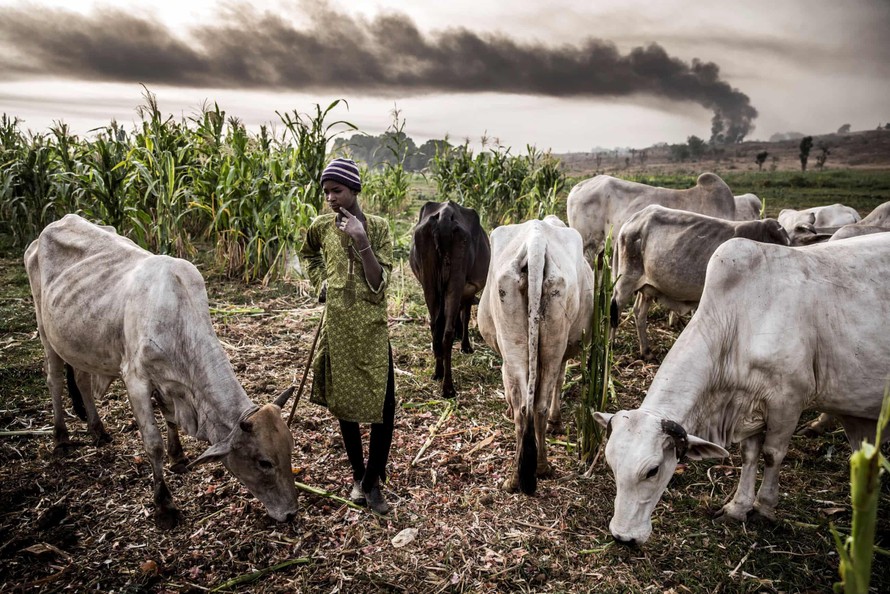 Cuộc khủng hoảng chăn nuôi ở Nigeria