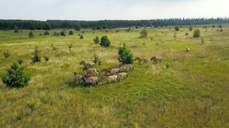 Ngựa hoang sinh sôi nảy nở ở Chernobyl 