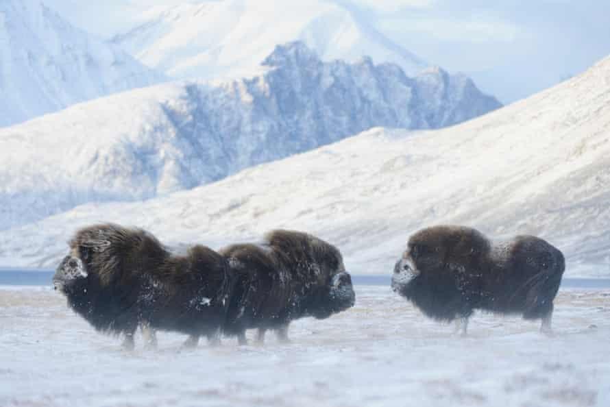 Loài bò xạ hương tại Greenland. Ảnh: Caff