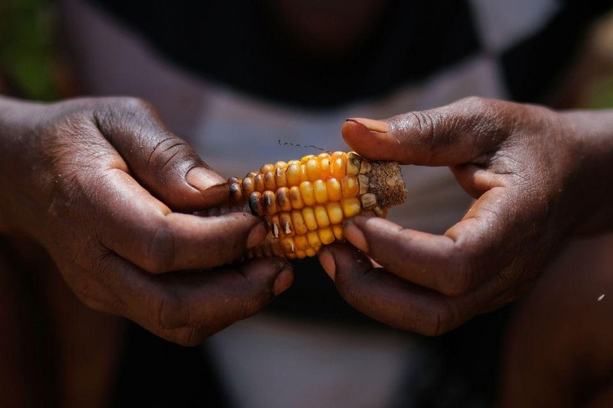 Sau thảm họa tự nhiên, người dân Haiti đối mặt với nạn đói