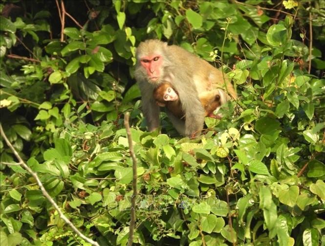 Bảo tồn loài khỉ Macaca quý hiếm tại Vườn Quốc gia Bến En