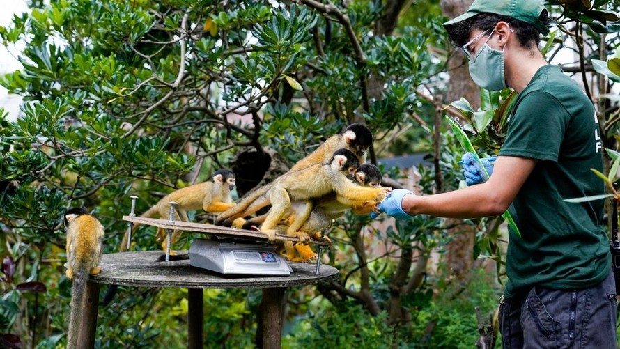 Kỷ nguyên bùng phát dịch bệnh lây truyền từ động vật