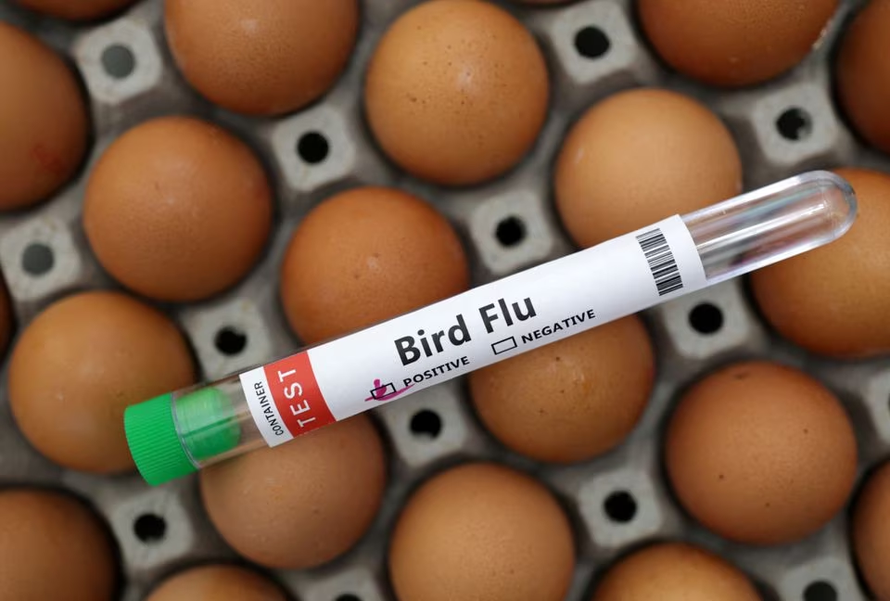 Nguy cơ bùng phát dịch cúm H5N1