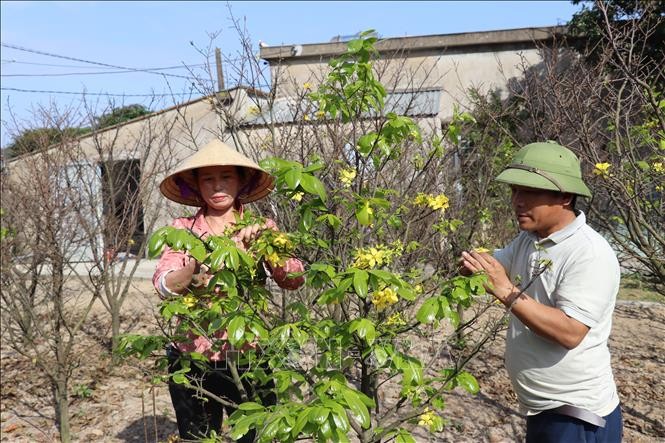 "Thủ phủ" mai vàng Hà Tĩnh rộn ràng vào vụ Tết