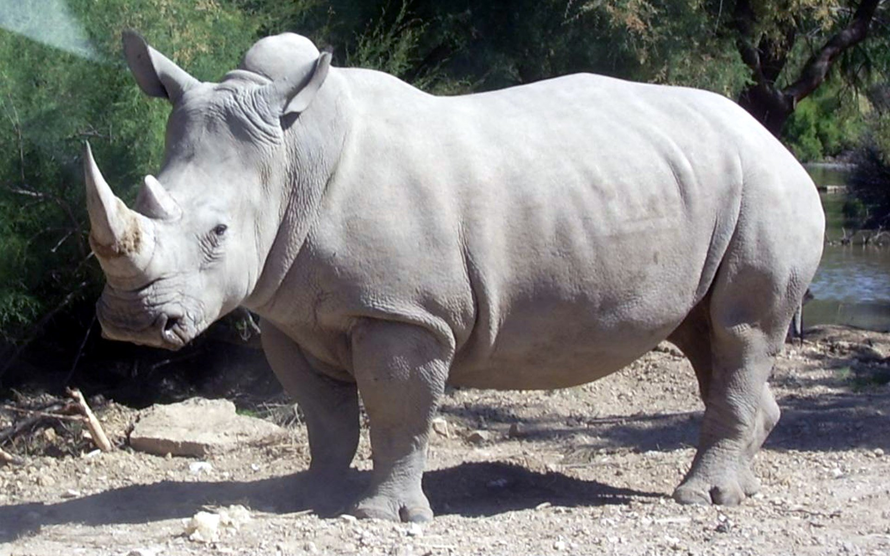 Tái hoang dã tê giác trắng Nam Phi
