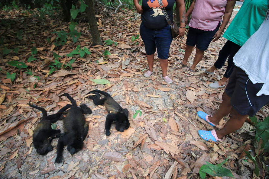 Mexico: Nắng nóng gay gắt khiến khỉ chết hàng loạt