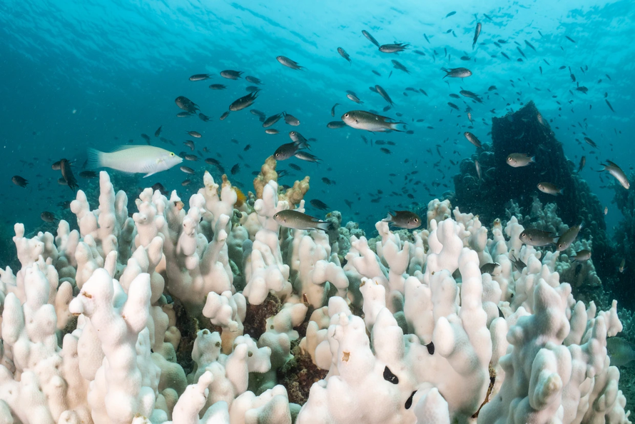 Gần 2/3 số rạn san hô trên thế giới có nguy cơ bị tẩy trắng