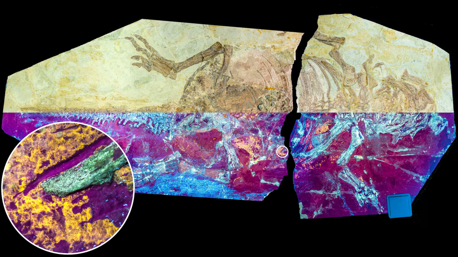 Phát hiện hóa thạch khủng long còn da tại Trung Quốc