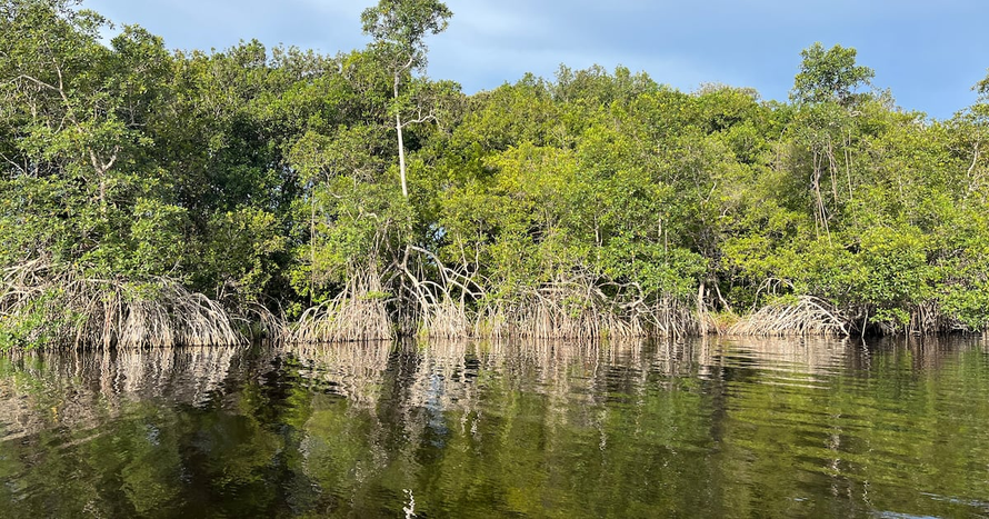 Một nửa hệ sinh thái rừng ngập mặn trên thế giới đang bị đe dọa