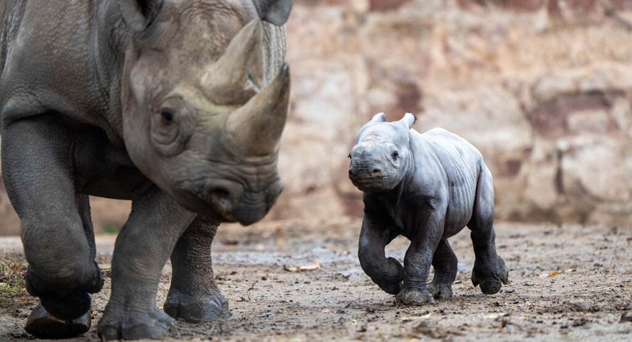 Biến đổi khí hậu đe dọa mới đối loài tê giác đen
