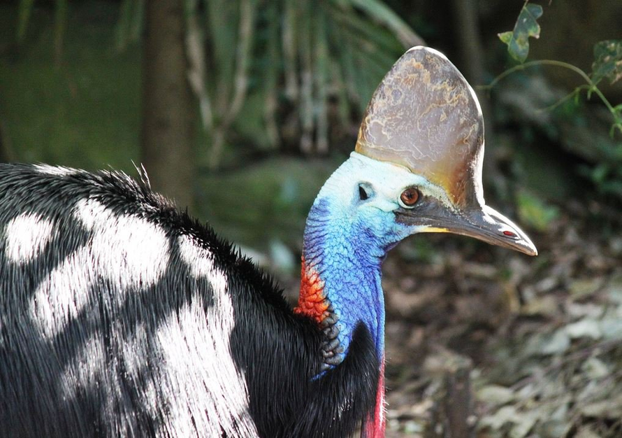 Loài chim biểu tượng của Australia đối mặt nguy cơ tuyệt chủng