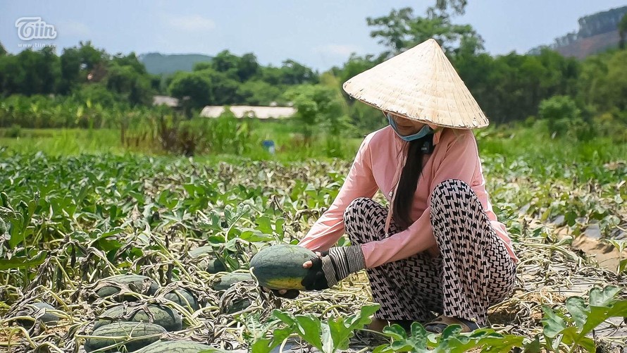 Người nông dân bất lực nhìn ruộng dưa hấu bị cắt gốc chết khô (Ảnh: Trọng Hiếu)