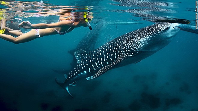 Lặn biển ngắm cá mập voi ở Oslob, Philippines